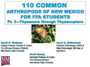 Arthropods- Thysanura Thysanoptera