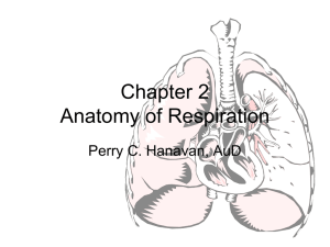 Chapter 3 Anatomy of Respiration