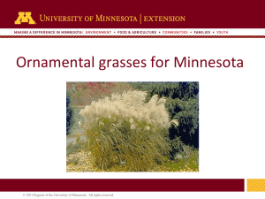 Ornamental Grasses Presentation