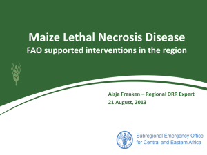 Maize Lethal Necrosis Disease FAO supported