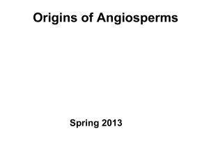 Origin of Angiosperms Cycad-like plants