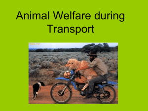 Animal Welfare during Transport