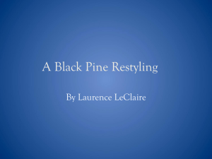 A Black Pine Restyling - Azalea City Bonsai Society