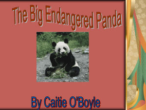 The Big Endangered Panda Bear
