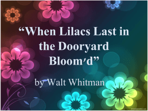 “When Lilacs Last in the Dooryard Bloom`d”
