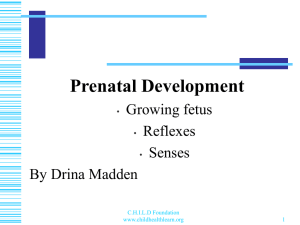Prenatal Development - Neuropsychology CHILD Foundation