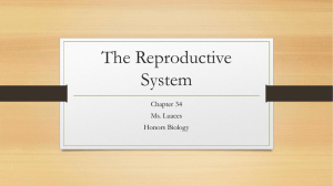 Chapter 34 Reproductive System