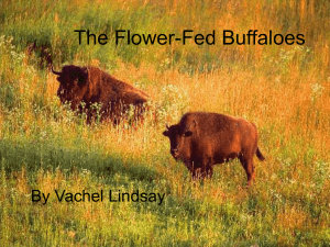 The Flower fed buffaloes final