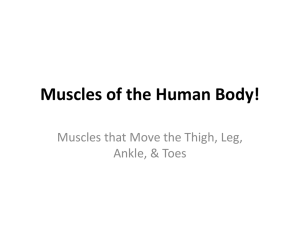 Muscles - Move Thigh Leg Ankle and Toes