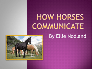How Horses Communicate