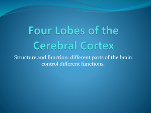 1. Four Lobes of the Cerebral Cortex