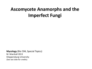 6-Ascomycete anamorphs and Imperfect fungi
