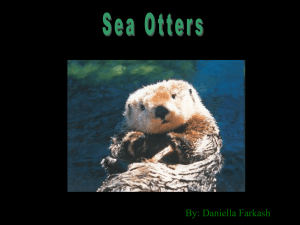 Sea Otters- Daniella Farkash
