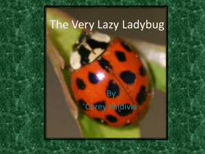 The Very Lazy Ladybug - Carden Arbor View School