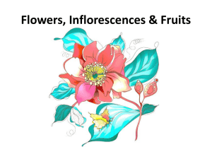 Flowers Inflorescences and Fruits