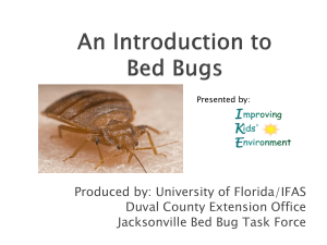 An Introduction to Bed Bugs