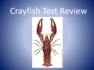 A crayfish*s hard, shell-like covering is called a ______.