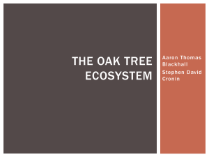 The Oak Tree Ecosystem