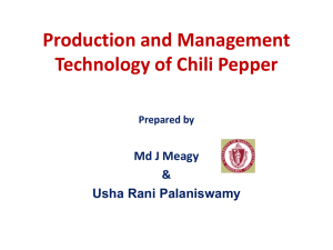 Production and Management Technology of Chili Pepper Prepared