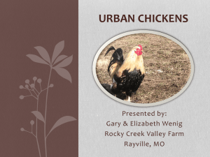 Urban Chickens - Rocky Creek Valley Farm