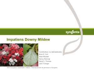 Impatiens Downy Mildew - Walnut Springs Nursery, Inc.