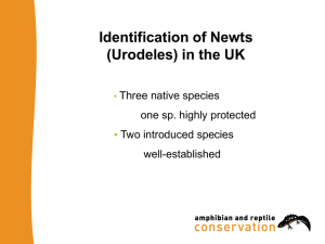 Identification of Newts