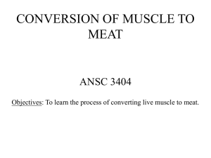 CONVERSION OF MUSCLE TO MEAT