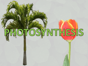 CH-8 Photosynthesis - Newark City Schools