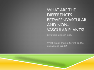 PPT Vascular and Nonvascular Plants