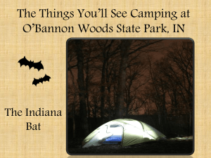 The Indiana Brown Bat