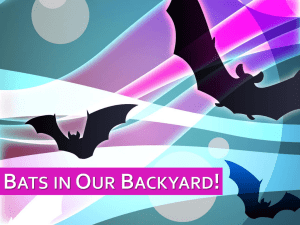 Bats in Our Backyard! PowerPoint