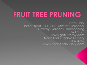 FRUIT-TREE-PRUNING - North End Organic Nursery
