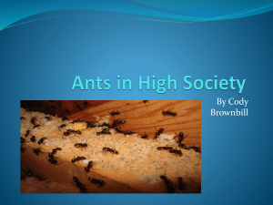 Ants in society by Cody B