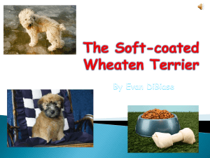 The Soft-coated Wheaten Terrier