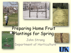 Preparing Home Fruit Planting for Spring
