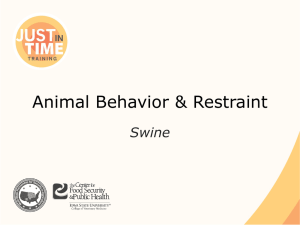 Animal Behavior and Restraint: Swine