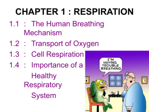 Structure of the Human Respiratory System