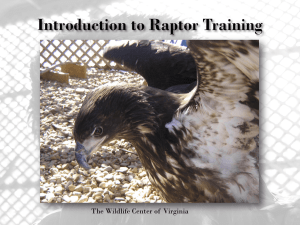 Introduction to Raptor Training - The Wildlife Center of Virginia