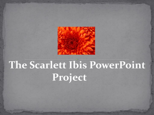 The Scarlet Ibis Powerpoint Project