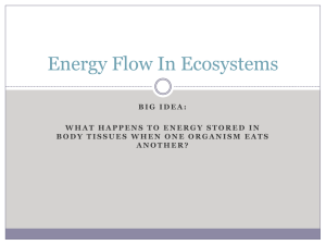 Energy Flow in Ecosystems File