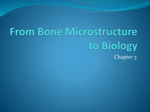 Chapter 3 - From Bone Microstructure to Biology