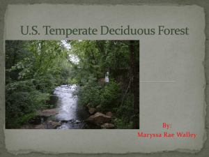 Maryssa_deciduous forest pp
