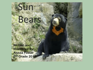 Sun Bear - WordPress.com