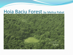 Hoia Baciu Forest