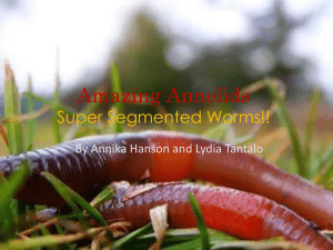 Amazing Annelids Super Segmented Worms