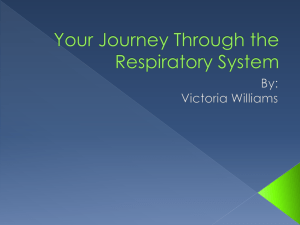 Your Journey Through the Respiratory System