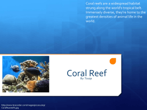 Coral Reef  - 19-079