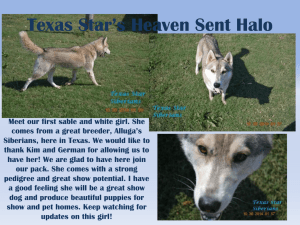 Texas Star*s Heaven Sent Halo