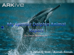 spinner dolphin gwyn