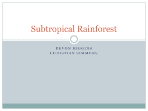 Subtropical Rainforest